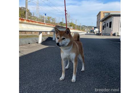 ななちゃん1枚目